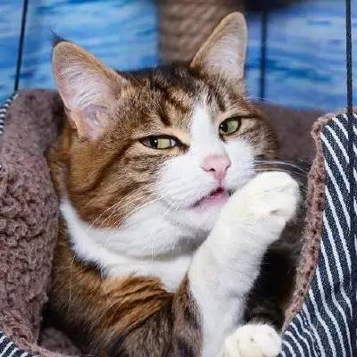conty@mao.mastodonhub.com